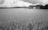Bliligaard Aug-1992 with Oats.jpg (608495 bytes)