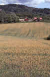 WT 3300 367-03 Norway.jpg (302381 bytes)