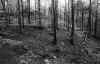 Forest Floor near Varberg Sweden Sep-1992.jpg (795661 bytes)